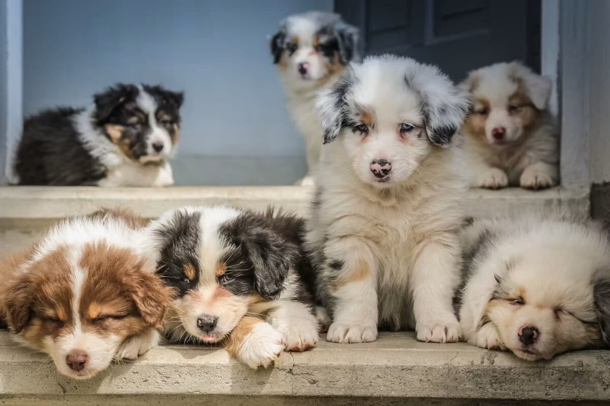 Australian Shepherd puppies resting together on a porch