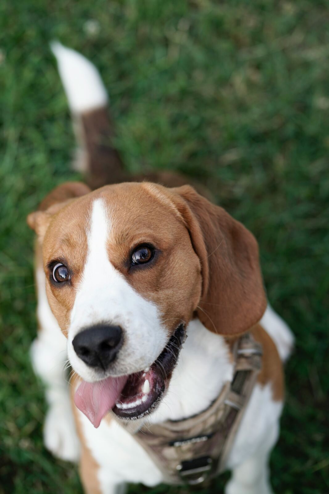 A close-up of a Beagle puppy looking up from the grass