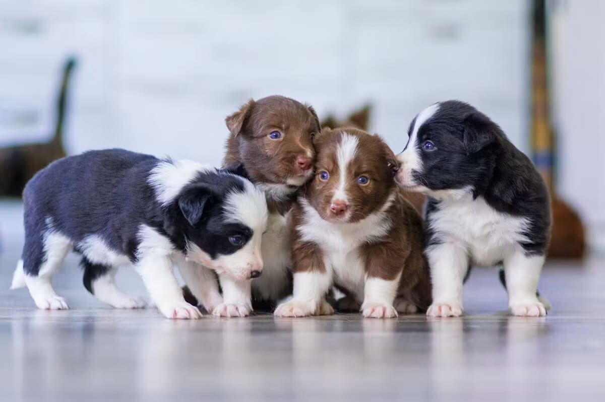 Four puppies huddled together indoors
