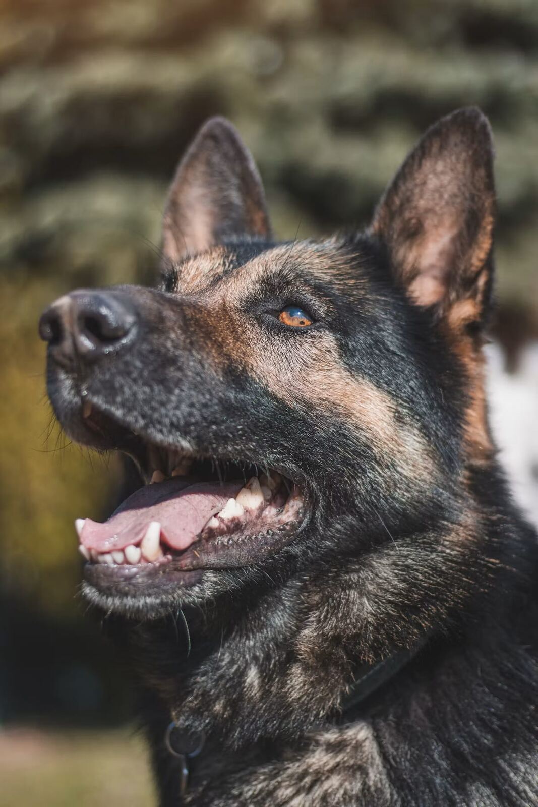 A close-up of a German Shepherd's face outdoors