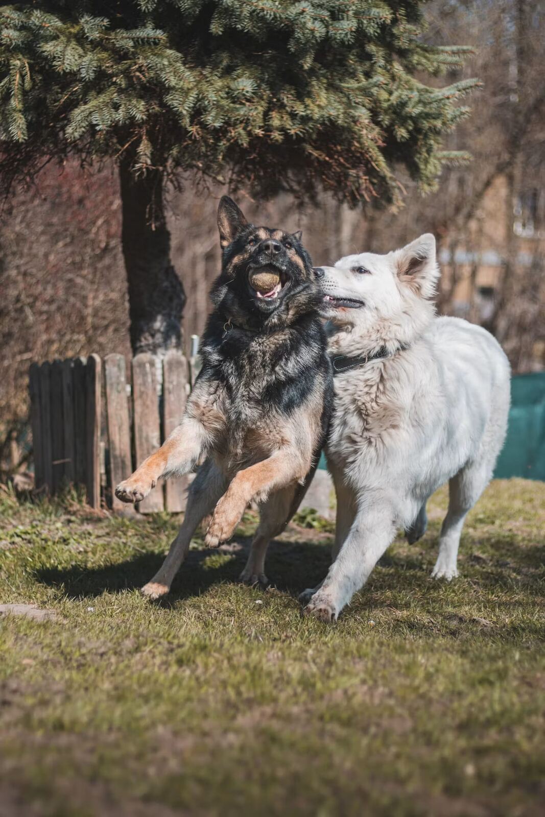 A German Shepherd and a white dog playing with a ball