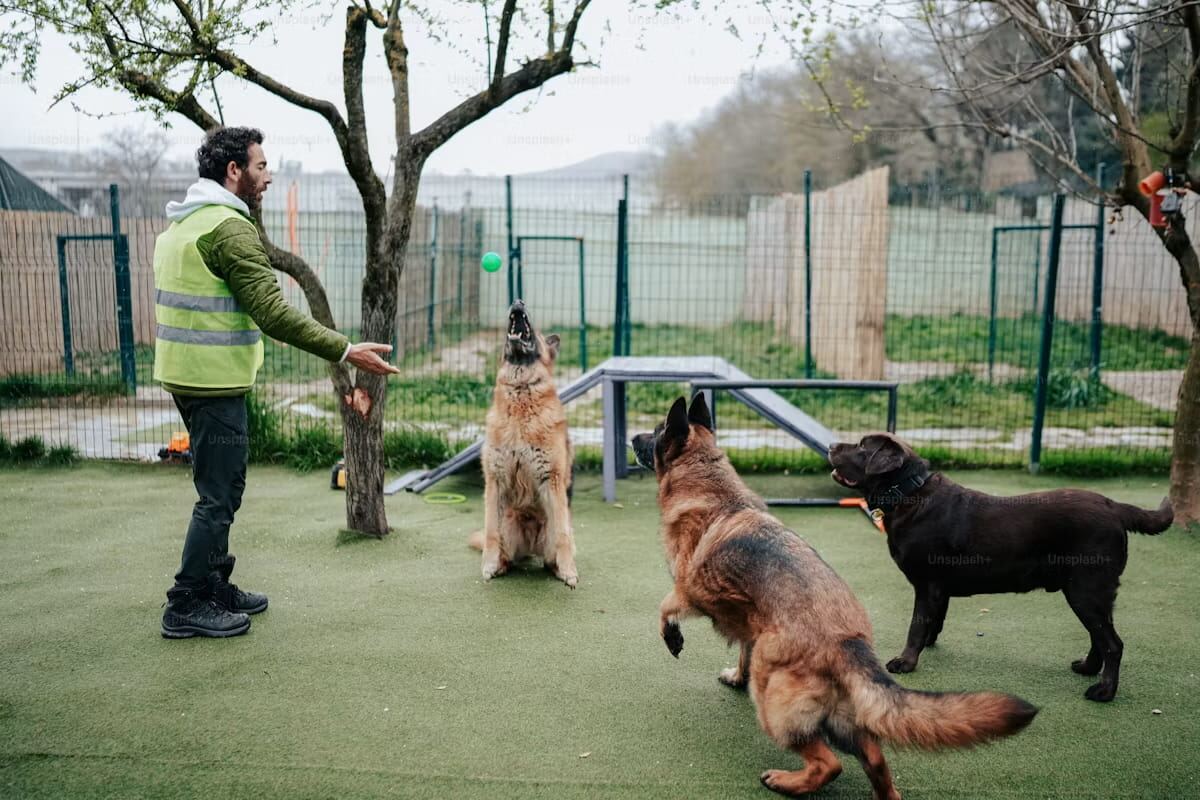 A man training three dogs together in a park