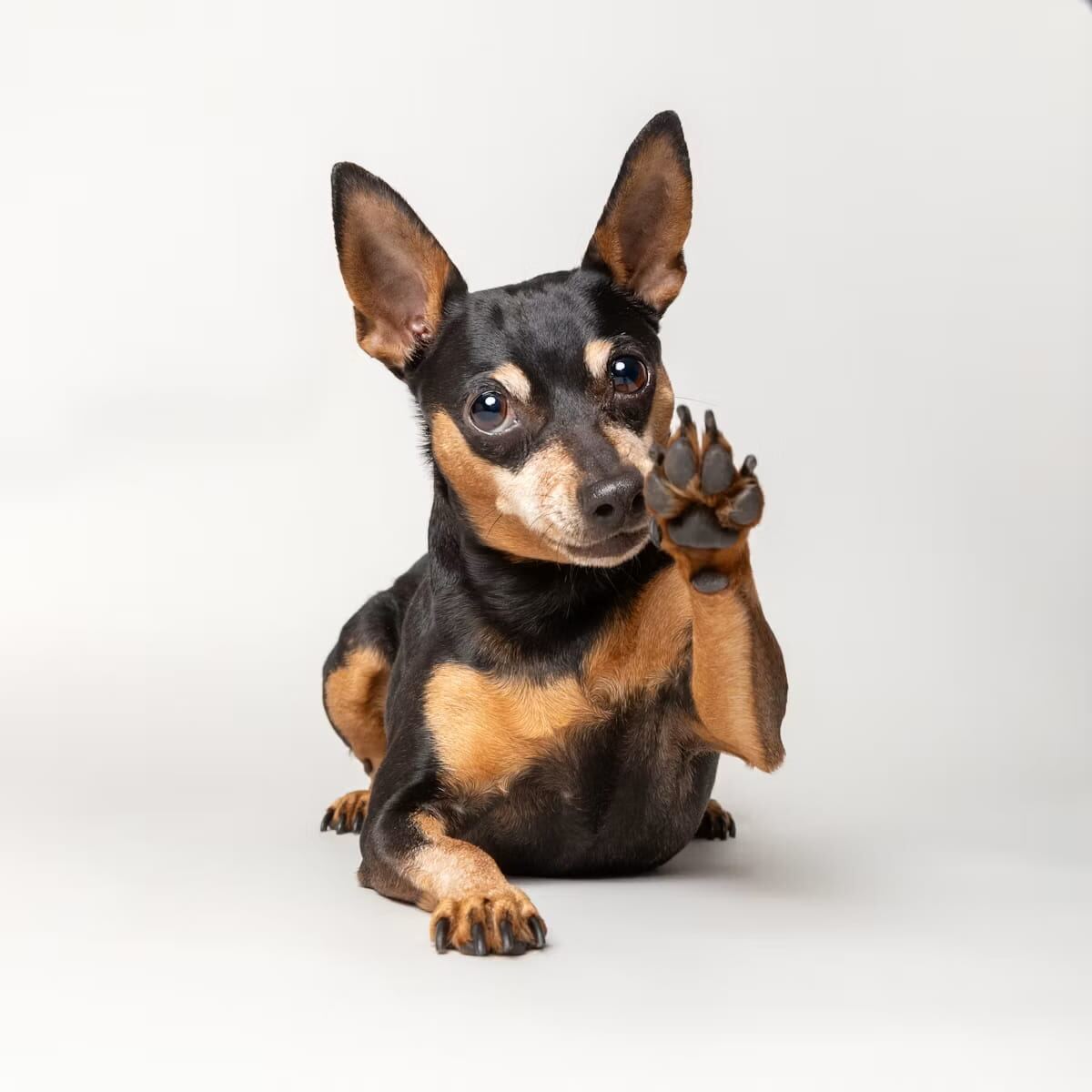 A Miniature Pinscher giving a trained high-five