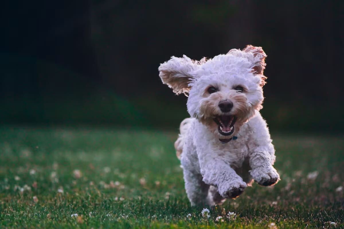 A Poodle running across a grassy lawn