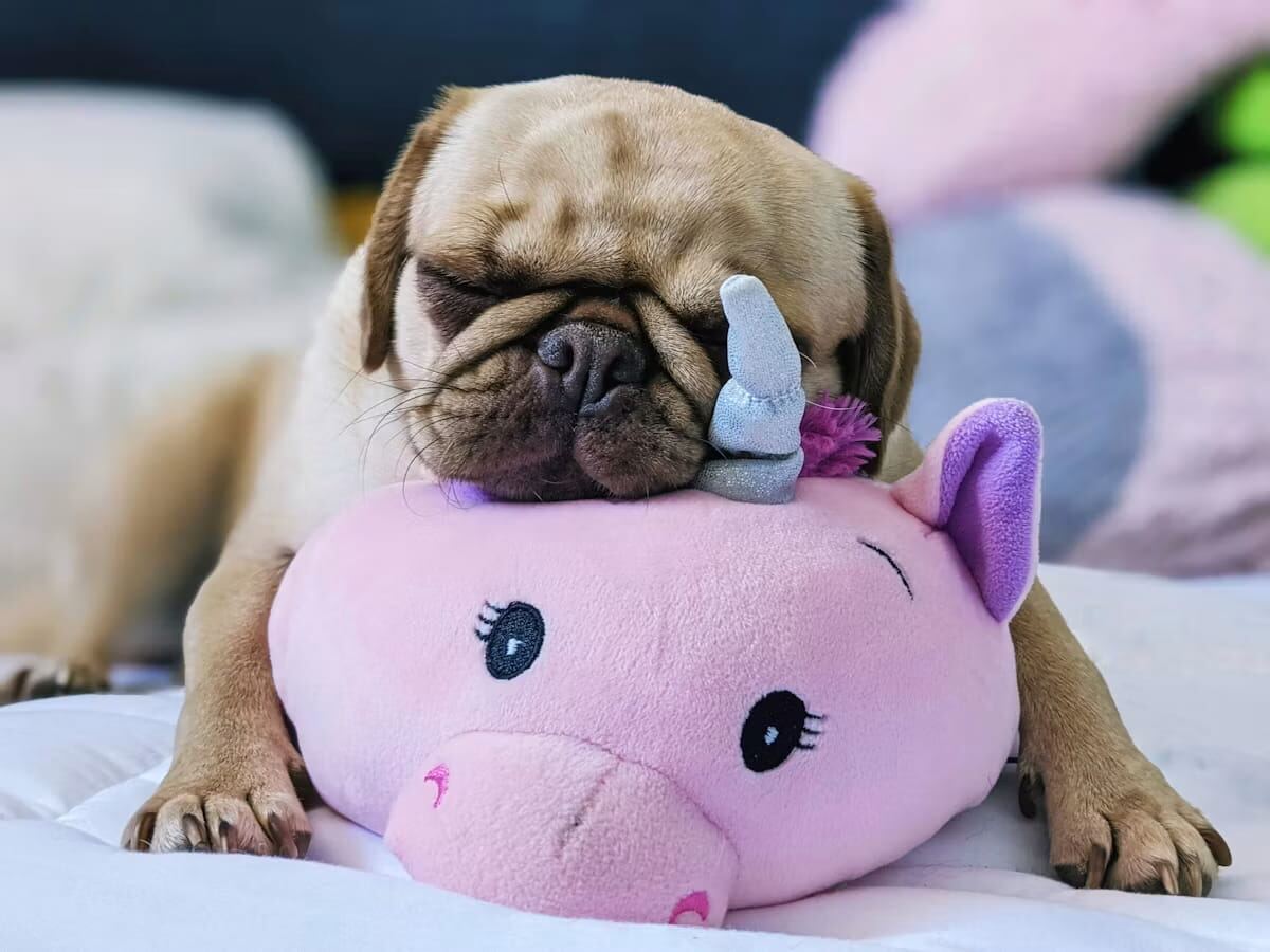 A Pug playing with a unicorn plush toy