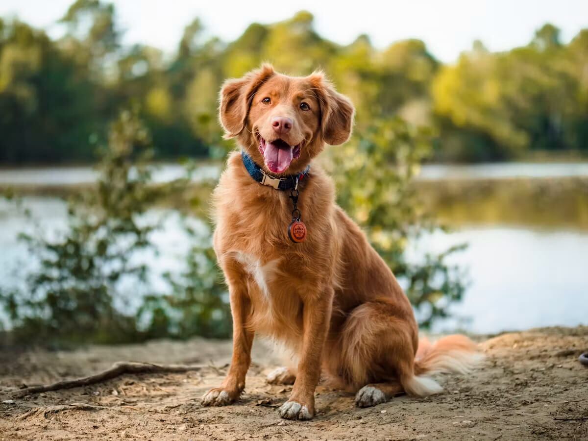 A retriever sitting calmly on a wooded trail