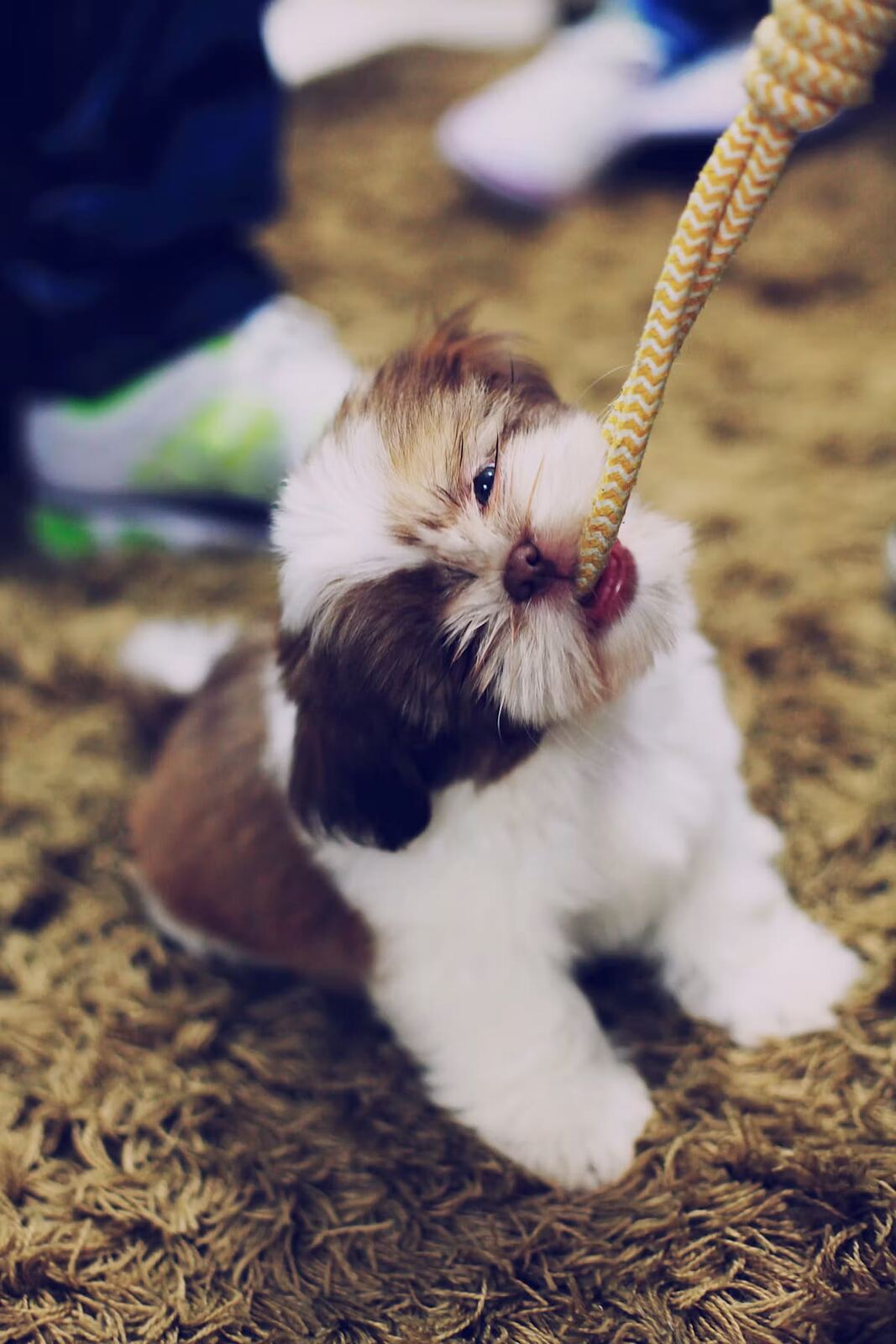 A Shih Tzu puppy chewing on a rope toy indoors