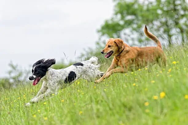 A Springer Spaniel and a Golden Retriever running through grass
