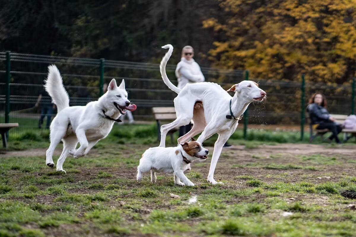 Three white dogs running together in a park with people nearby