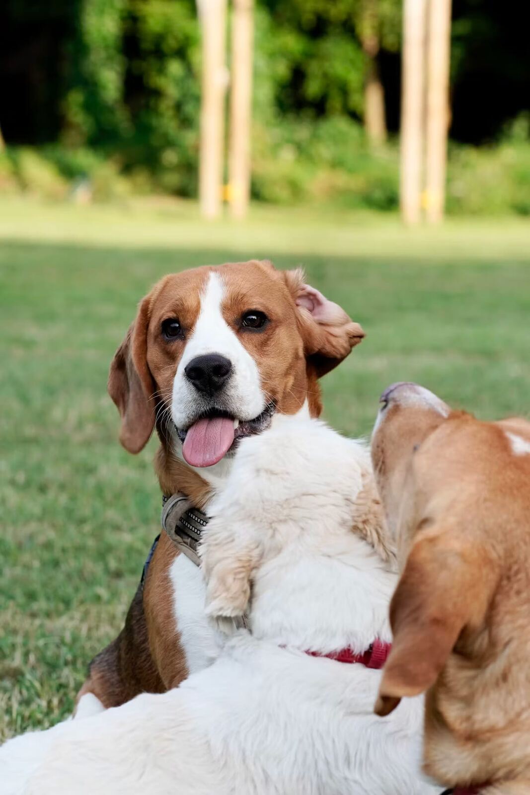 Two Beagles playing together on the grass