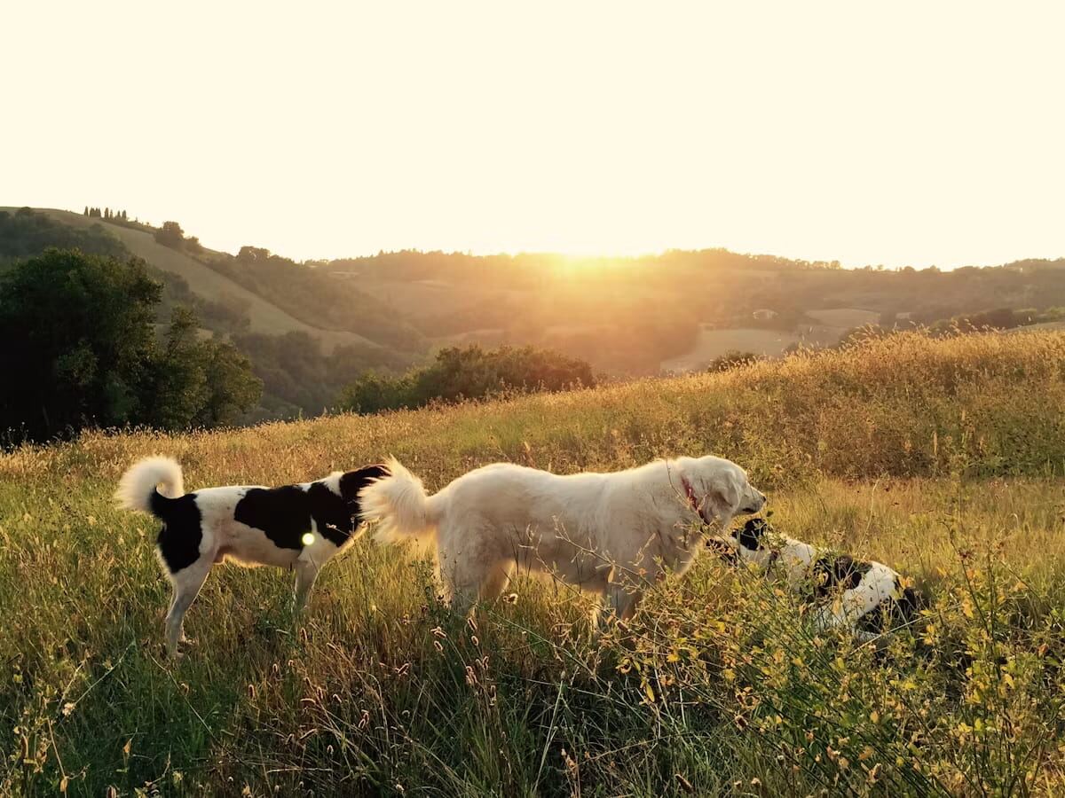 Two dogs exploring a hillside at sunset