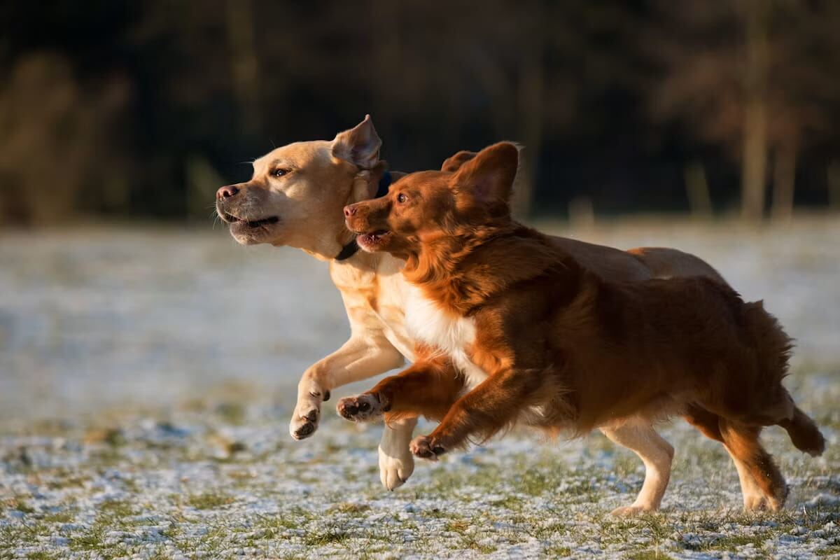 Two dogs running together across a snowy field