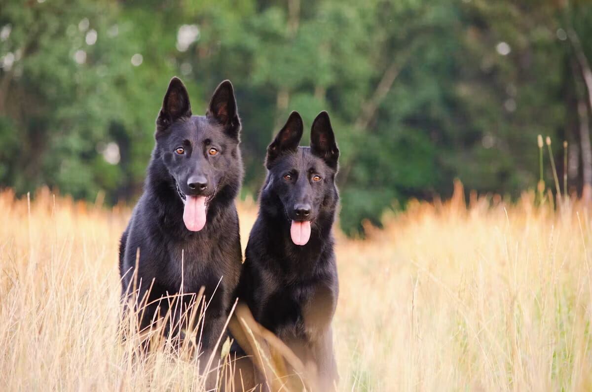 Two German Shepherds standing alert in a field